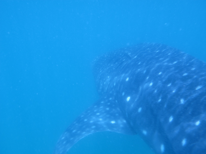 Day 4 Whale Shark (2)