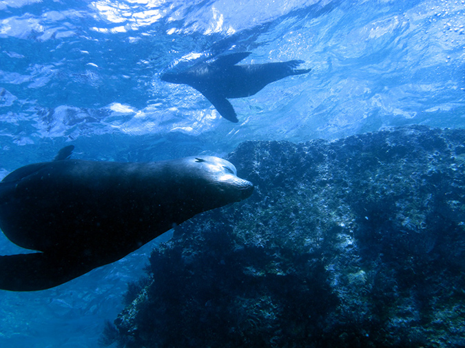 Day 5 Los Islotes Dive 1 (25)
