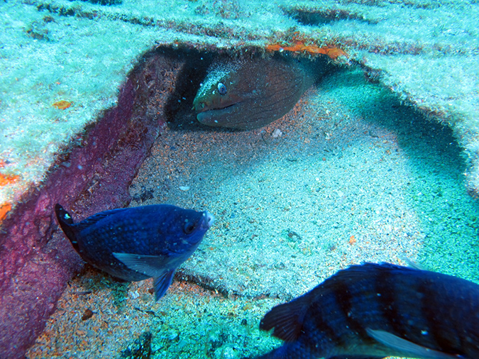 Day 1 Swanee Reef (7)