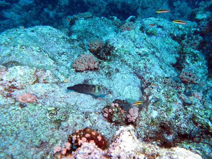 Day 3 El Bajo Sea Mount (8)
