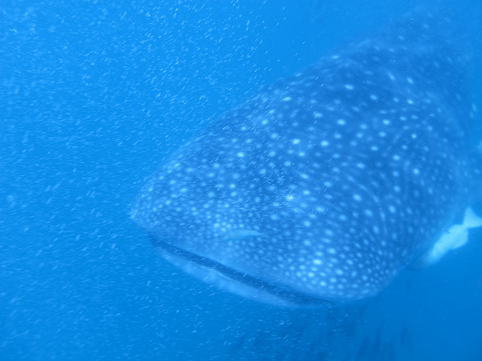 Day 4 Whale Shark (3)