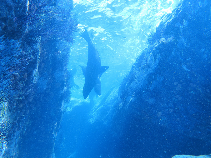 Day 5 Los Islotes Dive 1 (7)