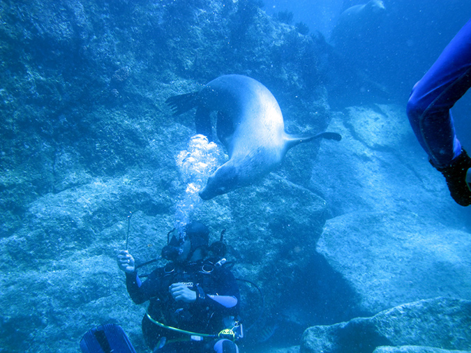 Day 5 Los Islotes Dive 1 (23)