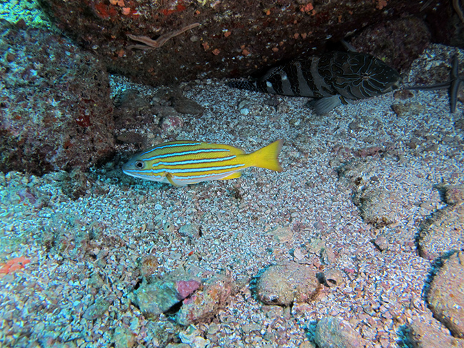 Day 5 Los Islotes Dive 1 (13)