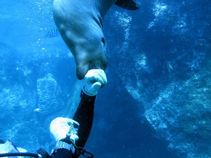 Day 5 Los Islotes Dive 1 (24)