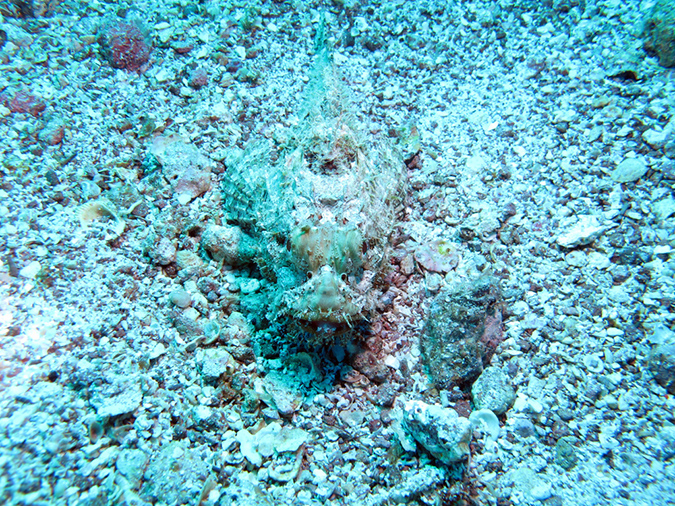 Day 5 Los Islotes Dive 1 (2)