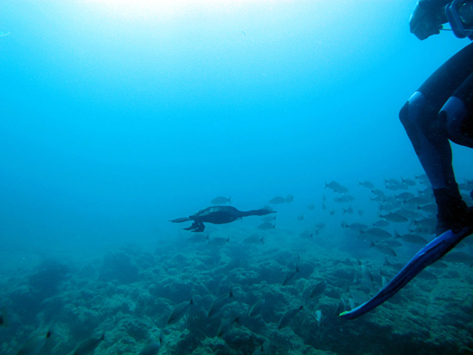 Day 1 Swanee Reef (9)