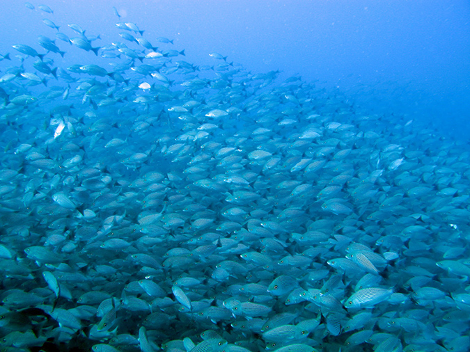 Day 1 Swanee Reef (11)