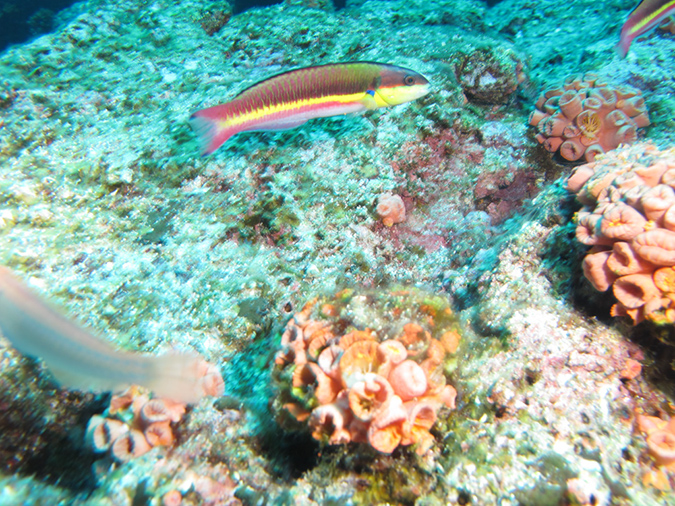 Day 3 El Bajo Sea Mount (19)