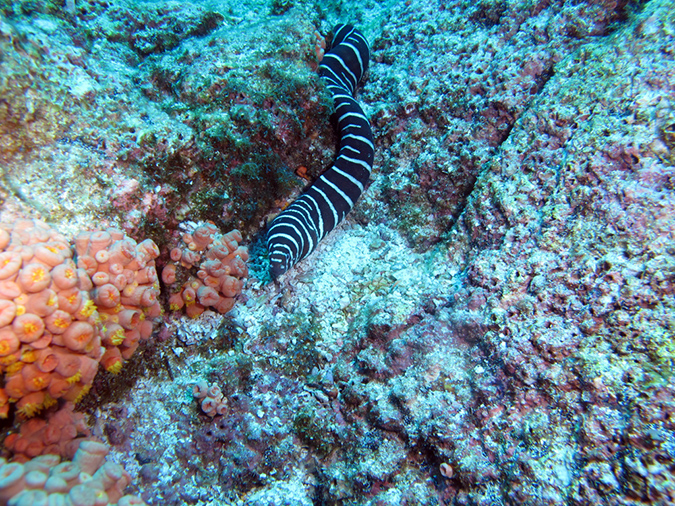 Day 3 El Bajo Sea Mount (17)