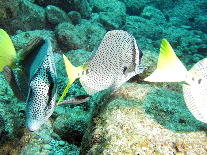 Day 5 Los Islotes Dive 1 (20)