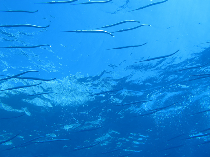 Day 5 Los Islotes Dive 1 (27)
