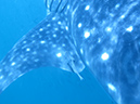 Day 4 Whale Shark (5)