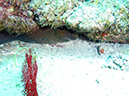 Day 1 Swanee Reef (5)