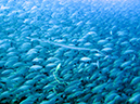 Day 1 Swanee Reef (14)