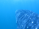 Day 4 Whale Shark (4)