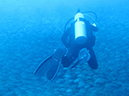 Day 1 Swanee Reef (12)