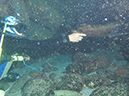 Day 5 Los Islotes Dive 1 (10)