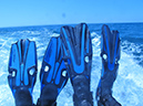 Day 4 Whale Shark (1)