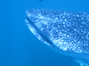 Day 4 Whale Shark (6)