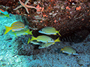 Day 5 Los Islotes Dive 1 (12)