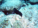 Day 5 Los Islotes Dive 1 (16)