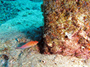 Day 5 Los Islotes Dive 1 (1)