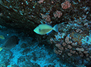 Day 5 Los Islotes Dive 1 (15)