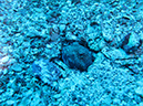 Day 5 Los Islotes Dive 1 (5)