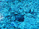 Day 5 Los Islotes Dive 1 (4)