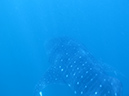 Day 4 Whale Shark (7)