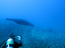 Day 1 Swanee Reef (13)