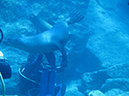 Day 5 Los Islotes Dive 1 (21)