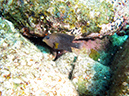 Day 5 Los Islotes Dive 1 (6)