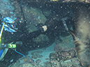 Day 5 Los Islotes Dive 1 (11)
