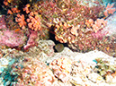 Day 3 El Bajo Sea Mount (9)