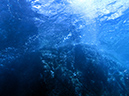 Day 5 Los Islotes Dive 1 (17)