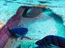 Day 1 Swanee Reef (7)