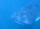 Day 4 Whale Shark (3)