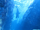 Day 5 Los Islotes Dive 1 (7)