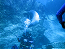 Day 5 Los Islotes Dive 1 (23)
