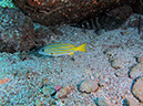 Day 5 Los Islotes Dive 1 (13)