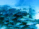 Day 1 Swanee Reef (6)
