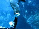 Day 5 Los Islotes Dive 1 (24)