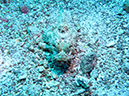 Day 5 Los Islotes Dive 1 (2)