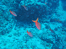 Day 3 El Bajo Sea Mount (13)
