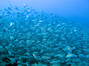 Day 1 Swanee Reef (11)