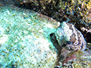 Day 5 Los Islotes Dive 1 (14)