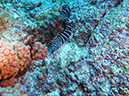 Day 3 El Bajo Sea Mount (17)