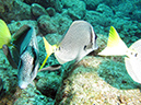 Day 5 Los Islotes Dive 1 (20)
